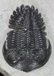 Hollardops Trilobite Fossil #66903-4